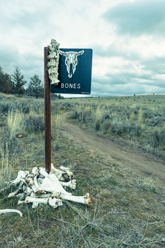 Bones trail with cow skull sign surrounded by bones